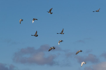 A flock of pigeons flying in the sky