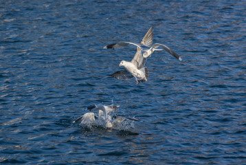 Seagull flying over the water