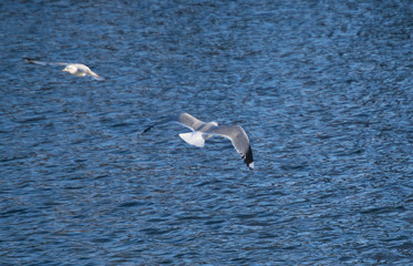 Fototapeta premium Seagull flying over the water