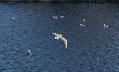 Fototapeta na wymiar Seagull flying over the water