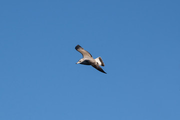 Seagull flying in the blue sky