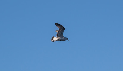 Seagull flying in the blue sky