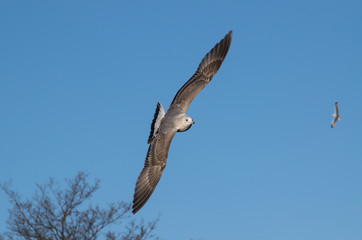 Seagull flying in the blue sky