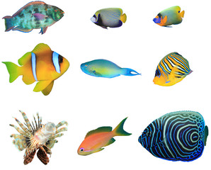 Naklejka premium Tropical reef fish isolated on white background 