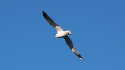Seagull flying in the blue sky