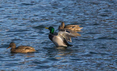 Ducks in the  blue water