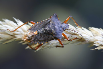 Forest bug or red-legged shieldbug, Pentatoma rufipes