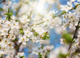 White cherry Spring background flowers