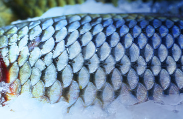 Photo of beautiful macro of large fish scales © tanor27