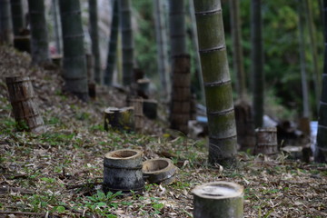 竹林/Bamboo forest