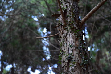 針葉樹林