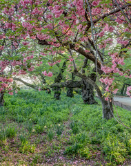 Central Park, New York City in spring