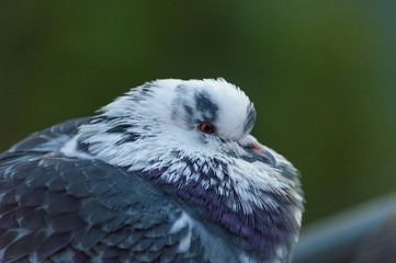 The pigeon is standing on the roof of a large plan