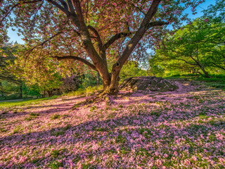 Central Park, New York City in spring