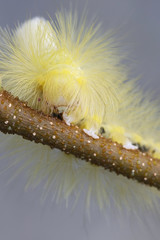 Beautiful caterpillar of pale tussock moth