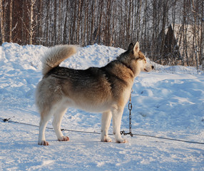 winter picture with a dogs, park of a riding dogs