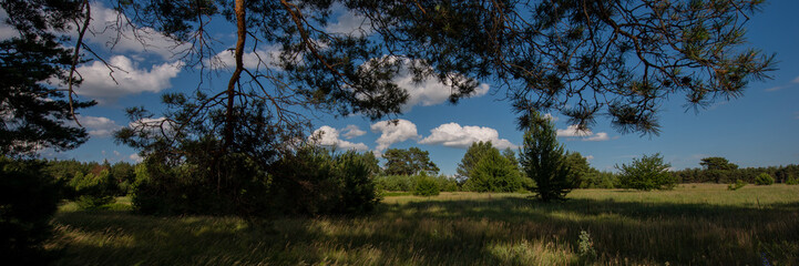 field and silhouettes of trees in the forest and sky with clouds. Web banner.