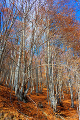 Trees in the forest that have fallen their leaves since autumn. The yellowish and orange leaves are fallen into the ground.