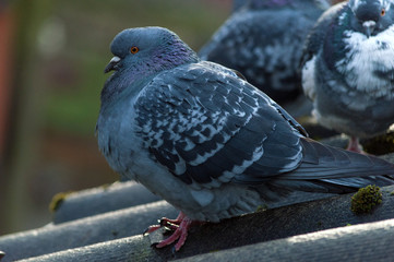 The pigeon is standing on the roof of a large plan
