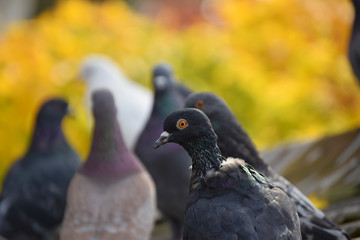 Pigeons are standing on the roof on a yellow background