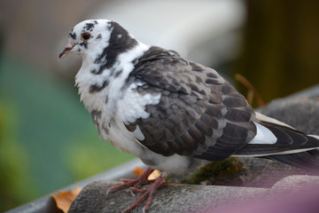 The pigeon is standing on the roof of a large plan