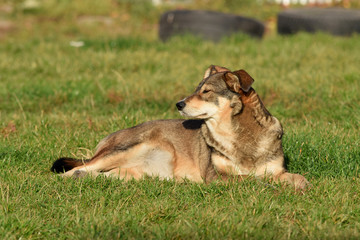 The dog is lying on the grass