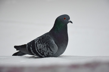 Pigeons are sitting in the snow