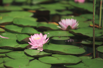 pink flower water lily between leaves in a Japanese pond