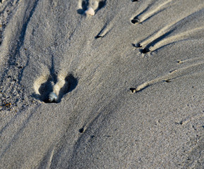 Bilder der Nordsee, Spuren am Strand von Langeoog, Insel