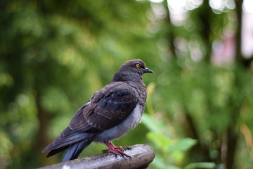 Dove standing on the fence on a green background