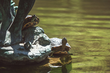 beautiful turtles lie on a stone and rest on a hot sunny day