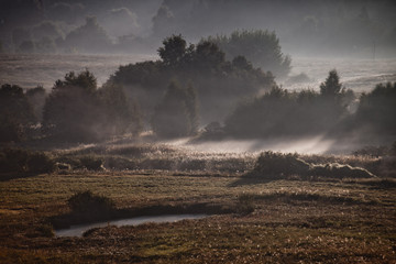Fog puff over the rural landscape, swamps and trees, autumn landscape from a height.