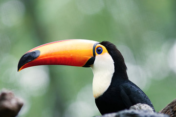 Fototapeta premium Toucan bird isolated on green background