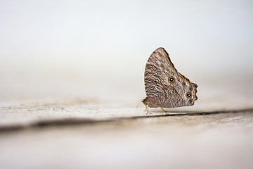 wild butterfly on concrete floor
