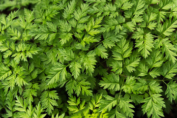 Fototapeta premium fresh green leaves on black background