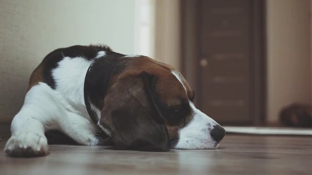drowsy beagle lying on the floor of the apartment