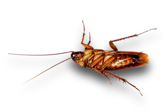 Dead Cockroaches Isolated From White Background.