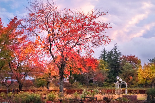 Garden in autumn at Fujikawaguchiko resort town, Japan.