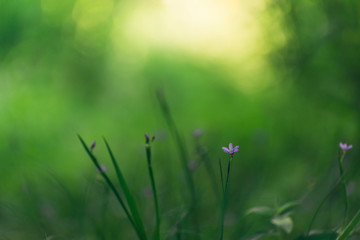 green grass with tiny blue flowers in Spring