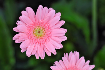 Obraz premium pink flowers and blur black background
