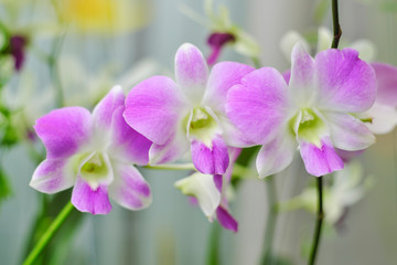 Purple orchid blurred background