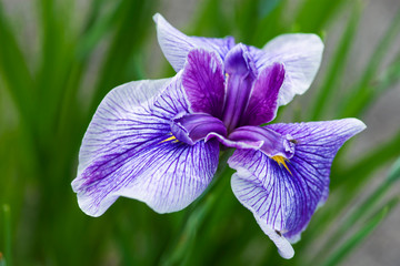 Luxury flower Iris in the garden close-up