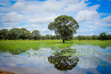 Árvore no Pantanal
