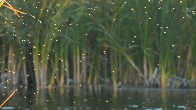 Gnus, mosquitoes or midges fly over the lake and reeds, sedge. Camera panning