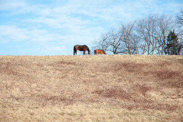 Naklejka premium Grazing Horses