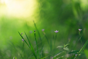 Obraz na płótnie Canvas green grass with tiny blue flowers in Spring