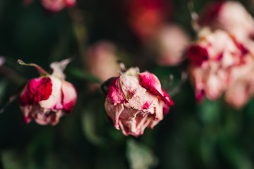 Wilted pink and white roses with a faded nostalgic tone. Withered dry light roses with curled petals. Close-up