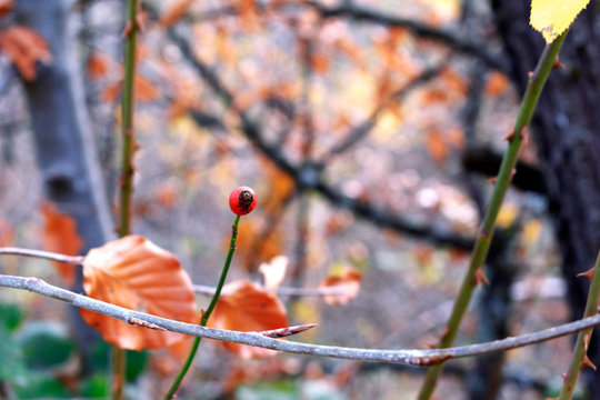 the fruit of a wild rose, between the branches with thorns. Comfortable composition with bokey