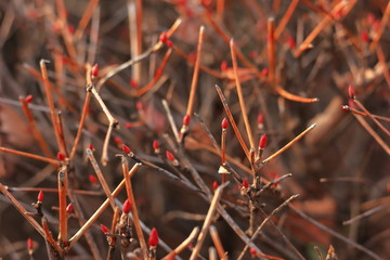 灯台躑躅の新芽