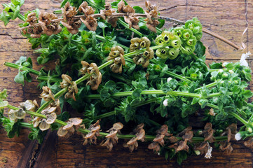 Ocimum basilicum Basilico ft81092946 Basilic